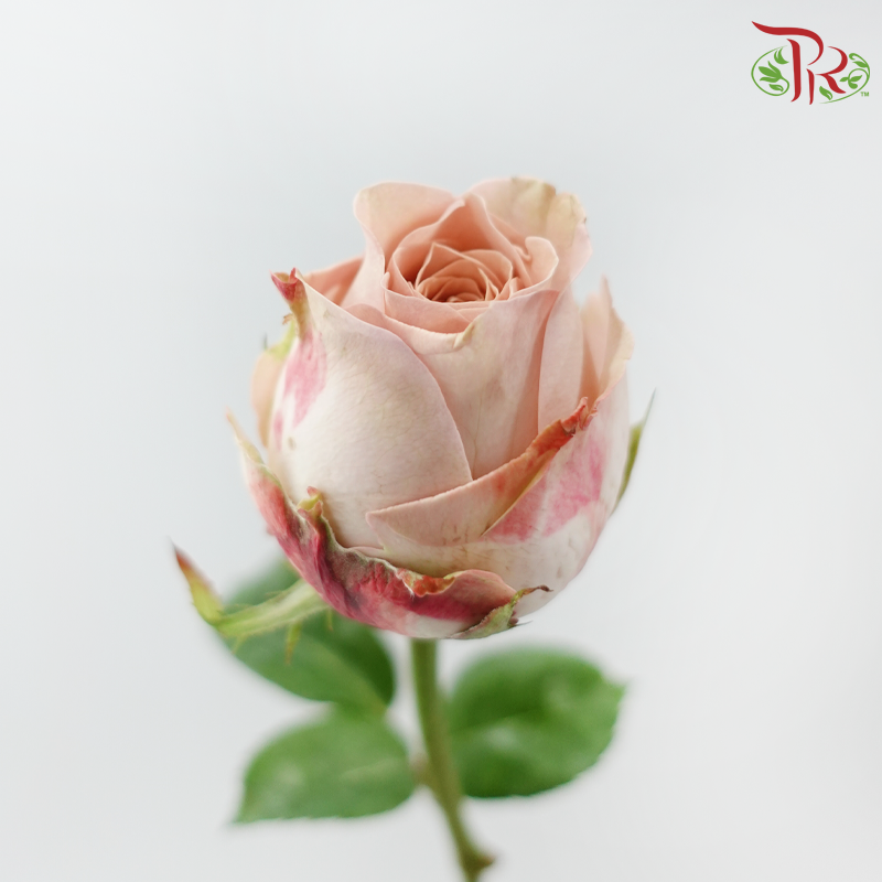 Rose AA