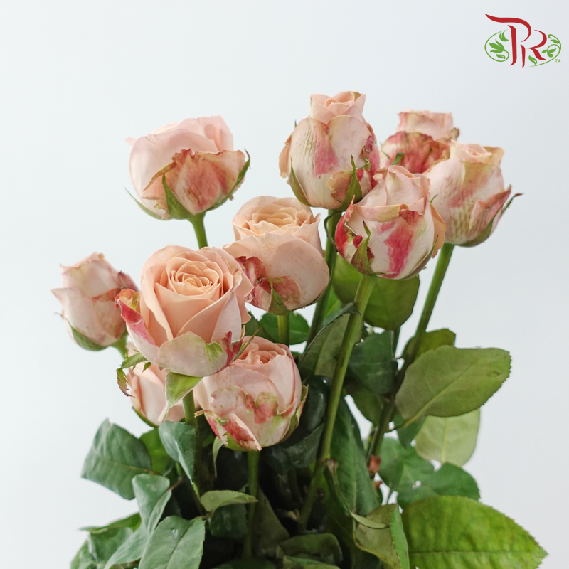Rose AA