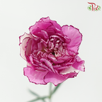 Carnation《康乃馨》