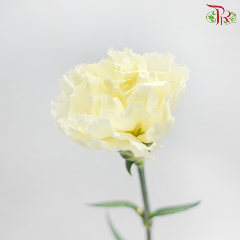Carnation《康乃馨》