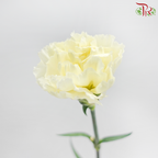 Carnation《康乃馨》