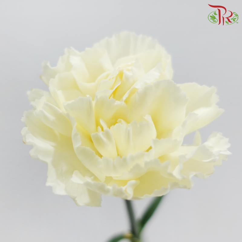 Carnation《康乃馨》