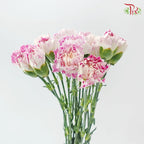 Carnation《康乃馨》