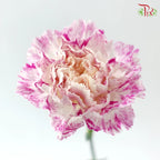 Carnation《康乃馨》