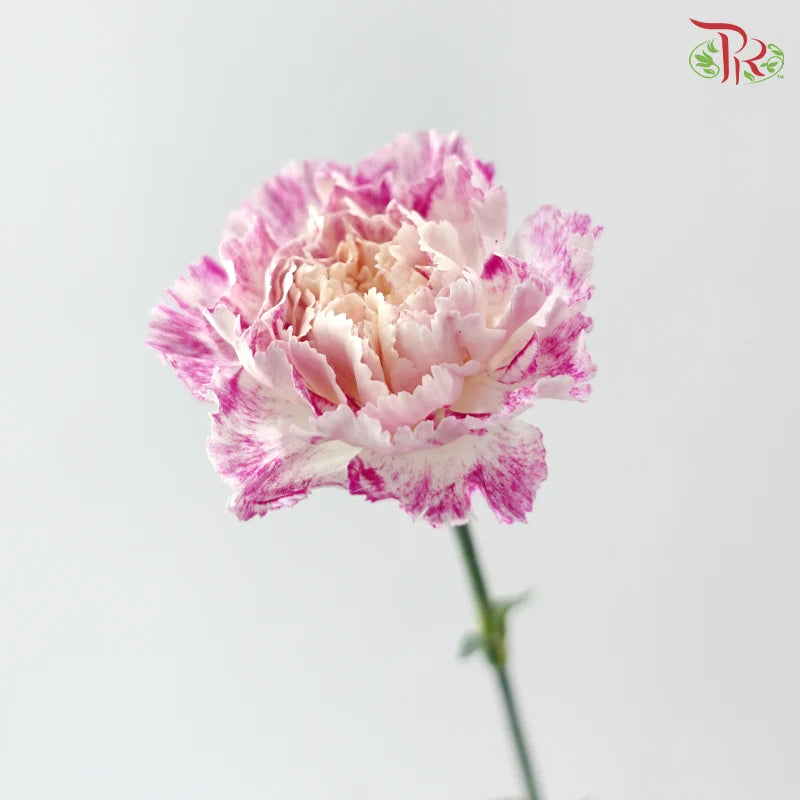 Carnation《康乃馨》
