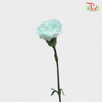 Carnation - St Wasabi White and Blue ( 10 stems ) - Pudu Ria Florist