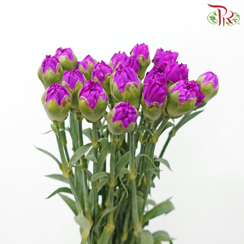 Carnation《康乃馨》