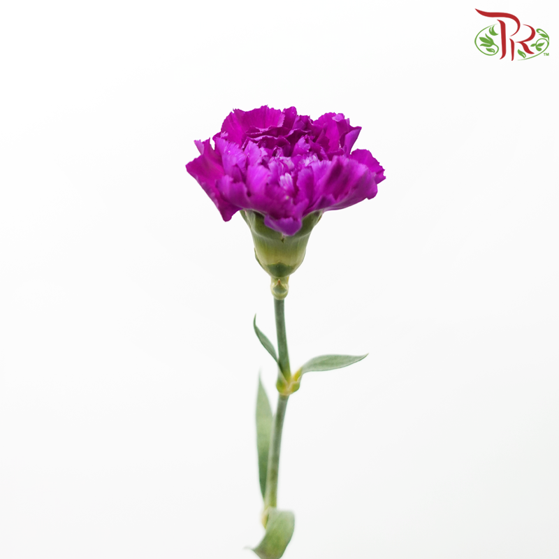 Carnation《康乃馨》