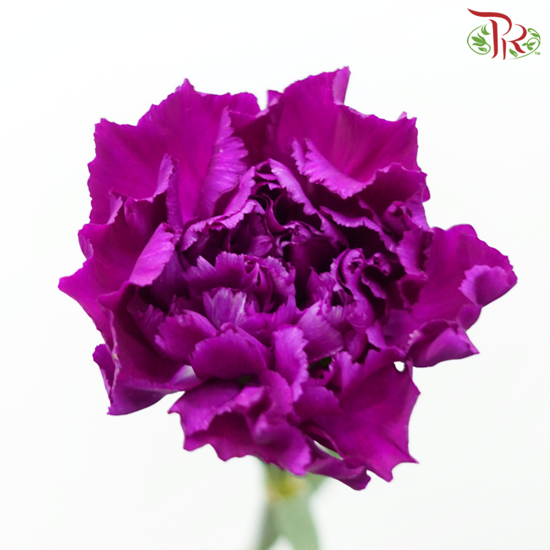 Carnation《康乃馨》
