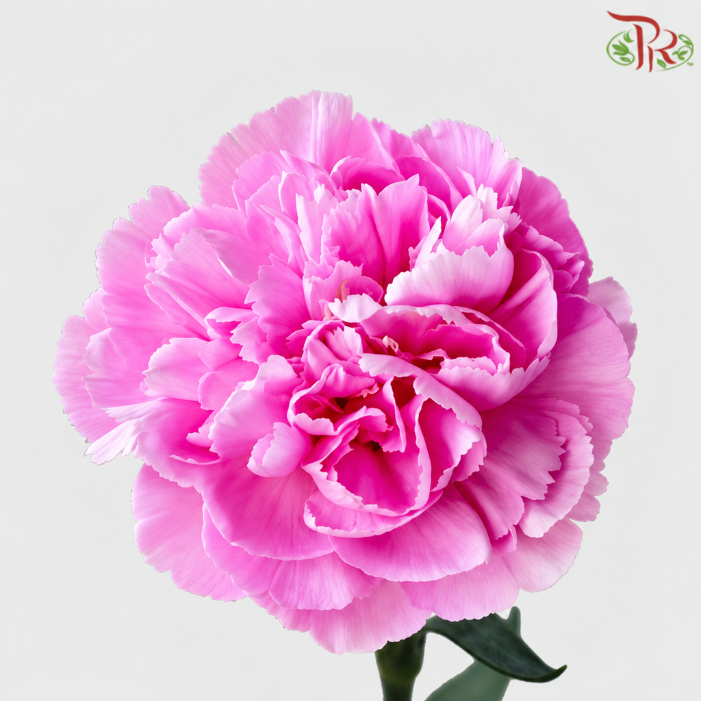 Carnation《康乃馨》