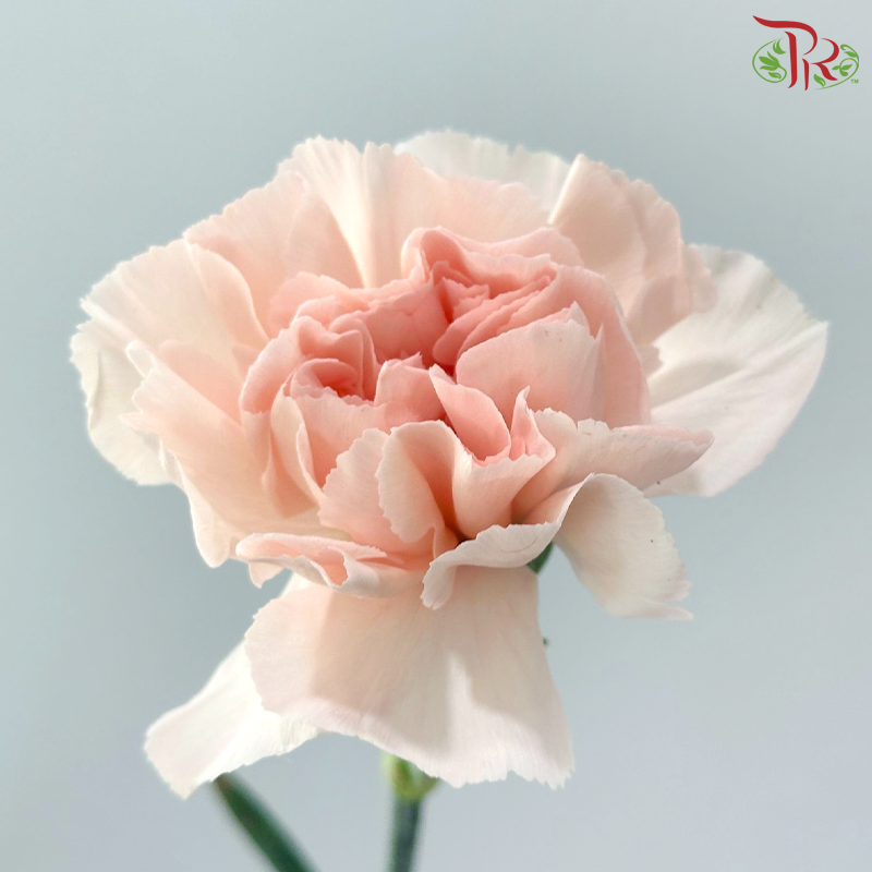 Carnation《康乃馨》