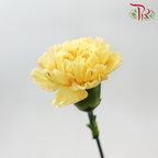 Carnation《康乃馨》