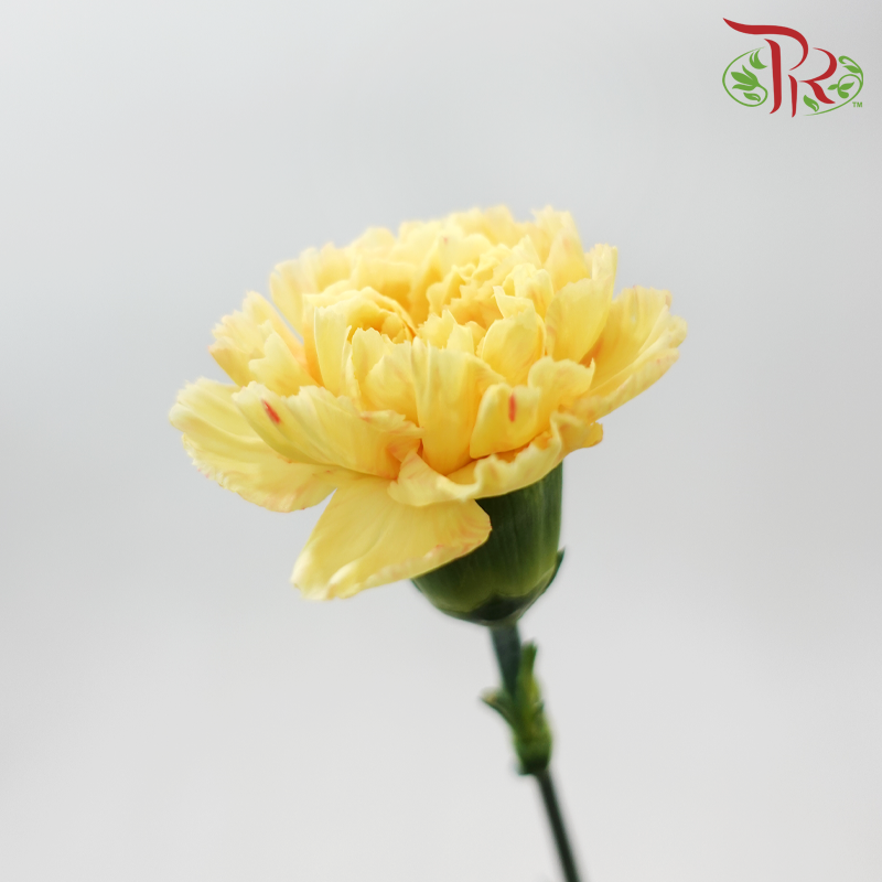 Carnation《康乃馨》