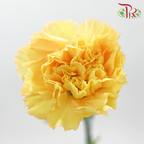 Carnation《康乃馨》