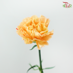 Carnation《康乃馨》