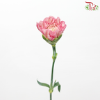 Carnation《康乃馨》