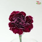 Carnation - Special Color 《康乃馨》