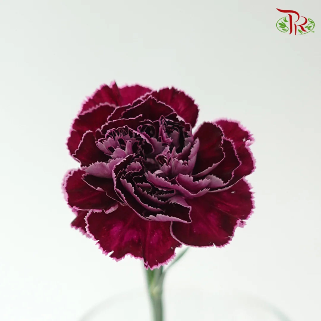 Carnation - Special Color 《康乃馨》