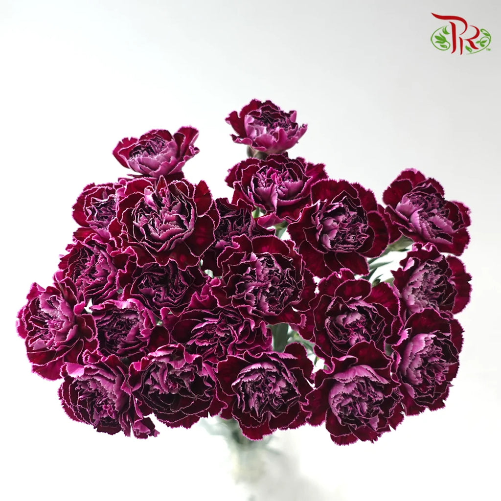 Carnation - Special Color 《康乃馨》