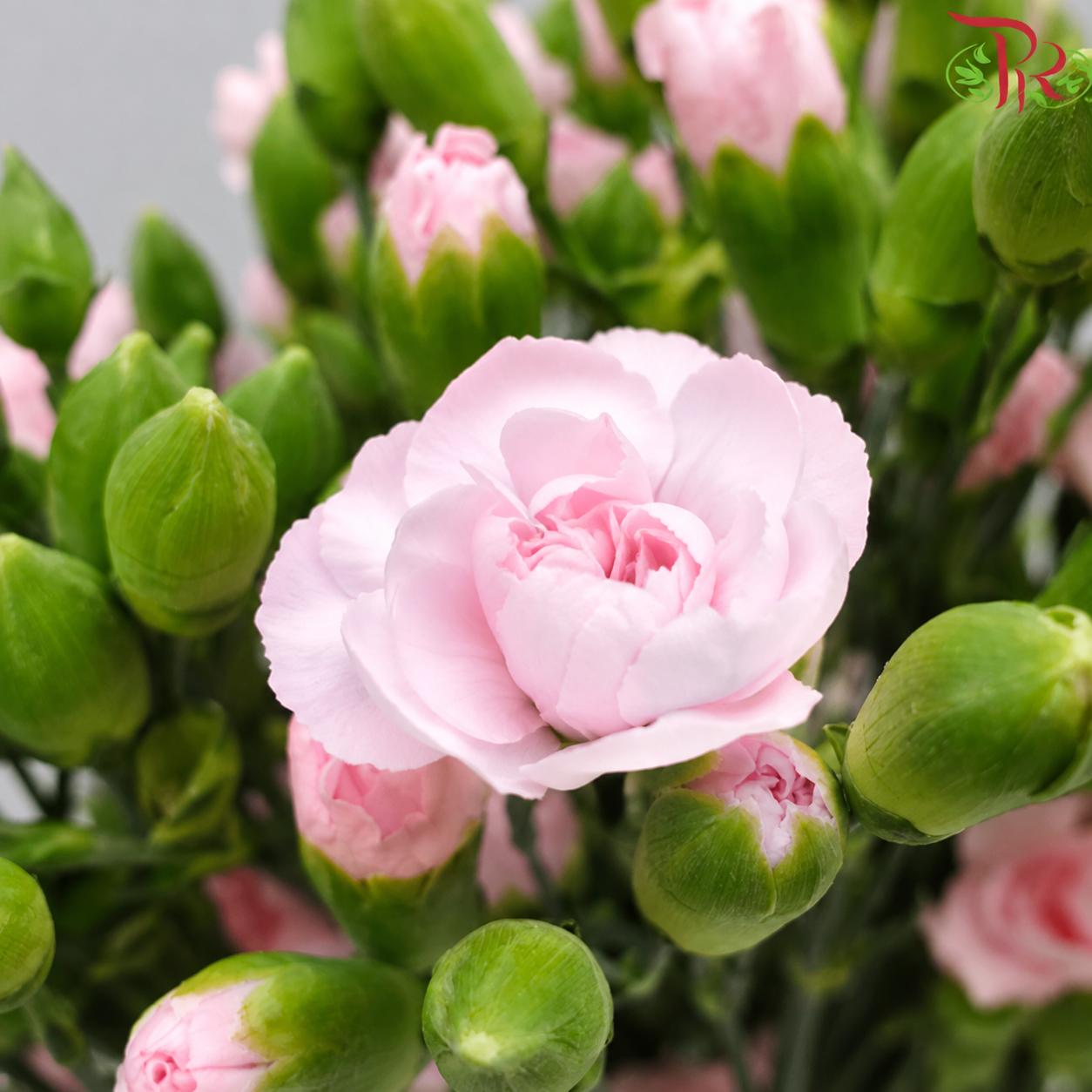 Carnation Spray 《多头康乃馨》