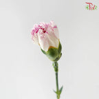 Carnation《康乃馨》