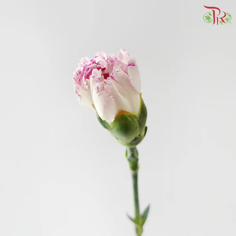 Carnation《康乃馨》
