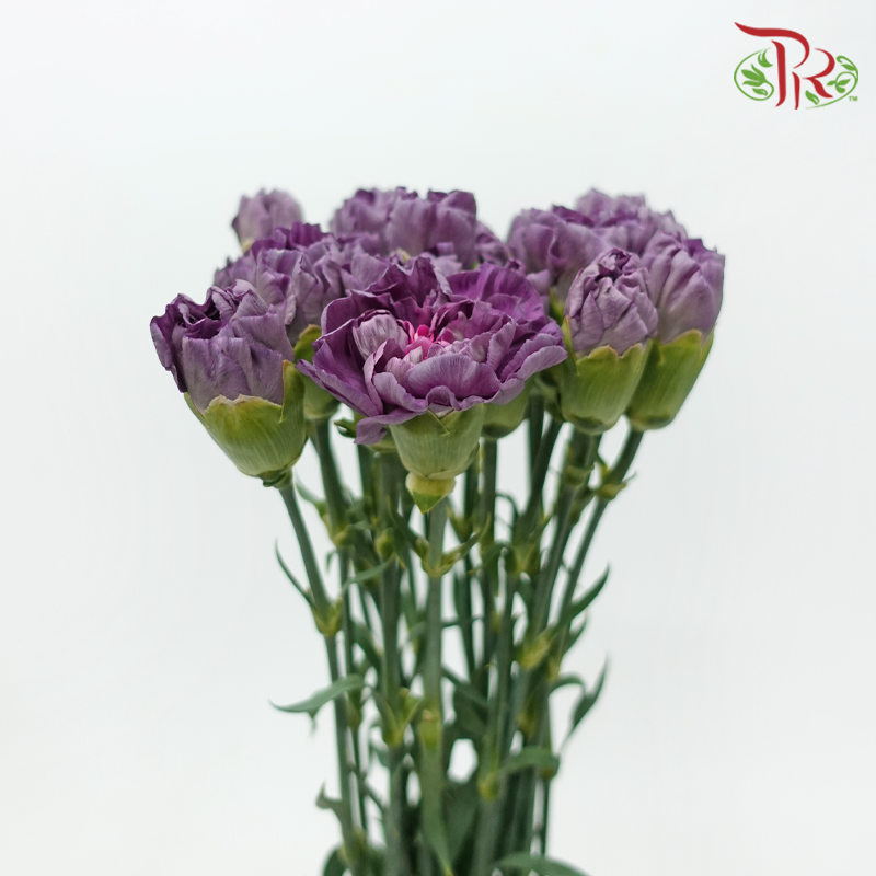 Carnation - Special Color 《康乃馨》
