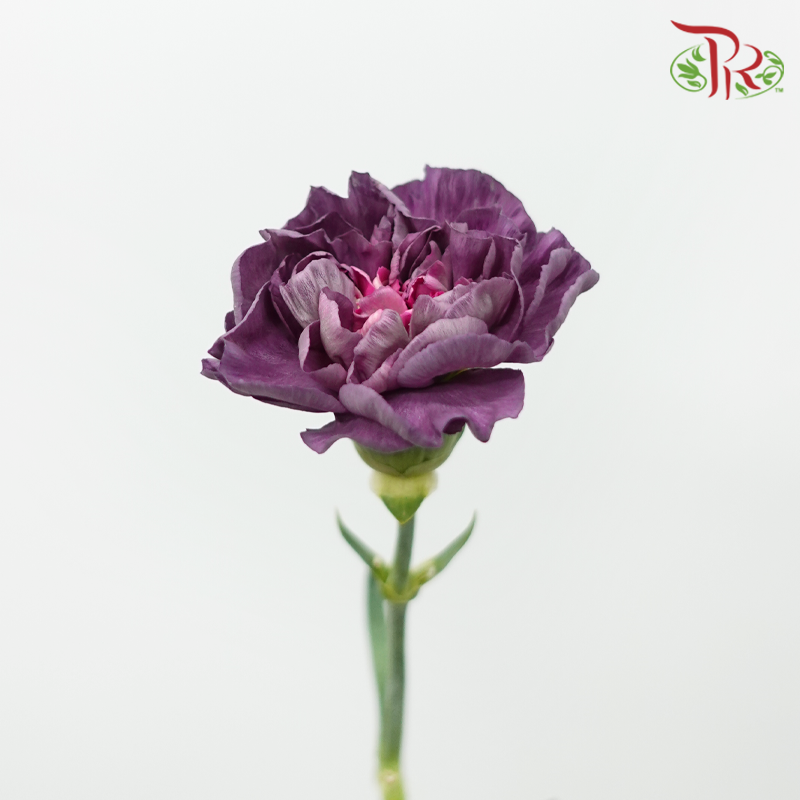 Carnation - Special Color 《康乃馨》