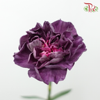 Carnation《康乃馨》