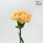 Carnation《康乃馨》