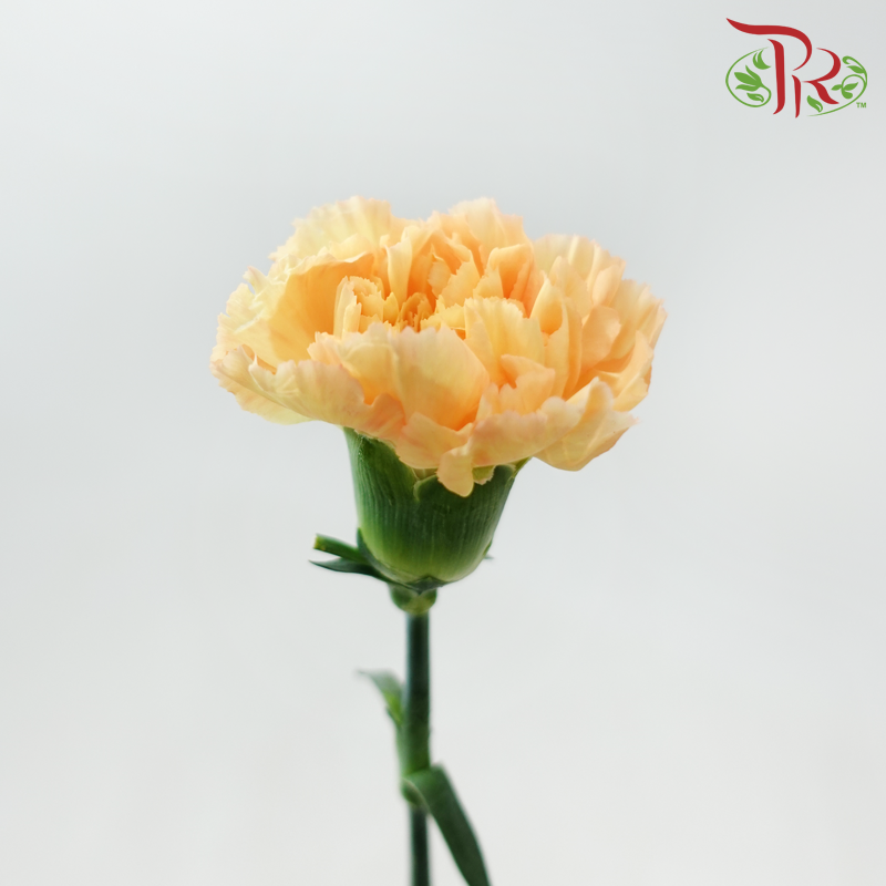 Carnation《康乃馨》