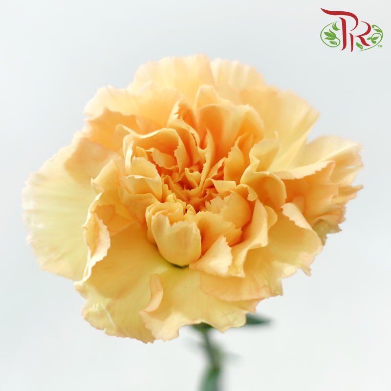 Carnation《康乃馨》