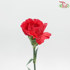 Carnation《康乃馨》