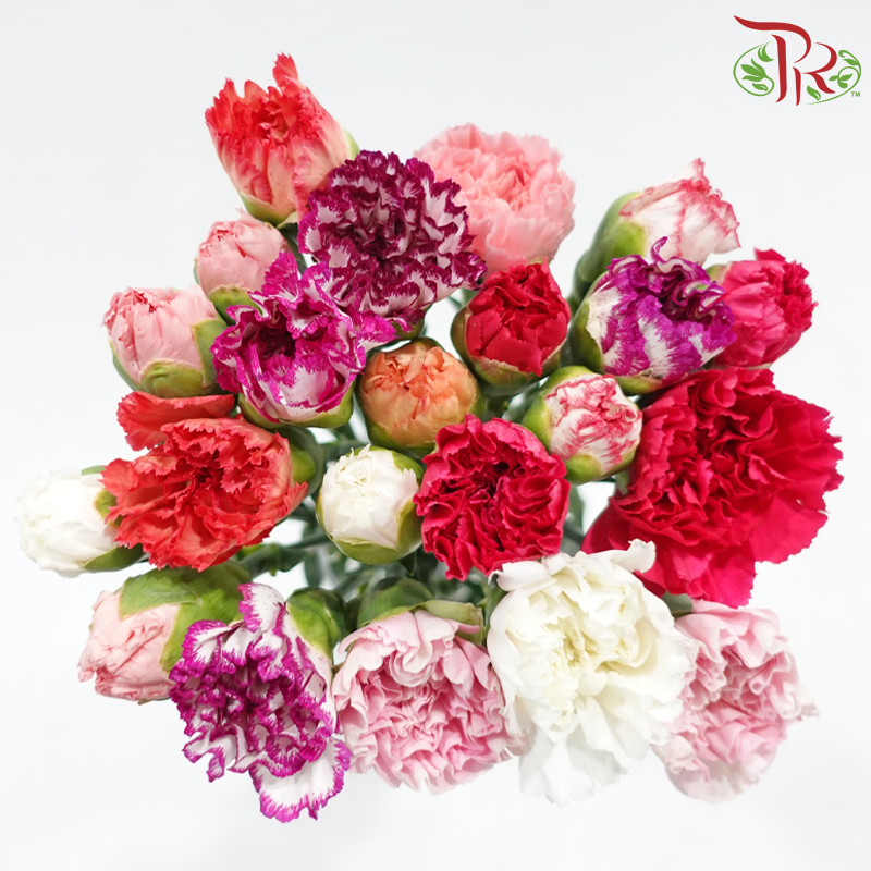 Carnation《康乃馨》