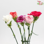Carnation《康乃馨》
