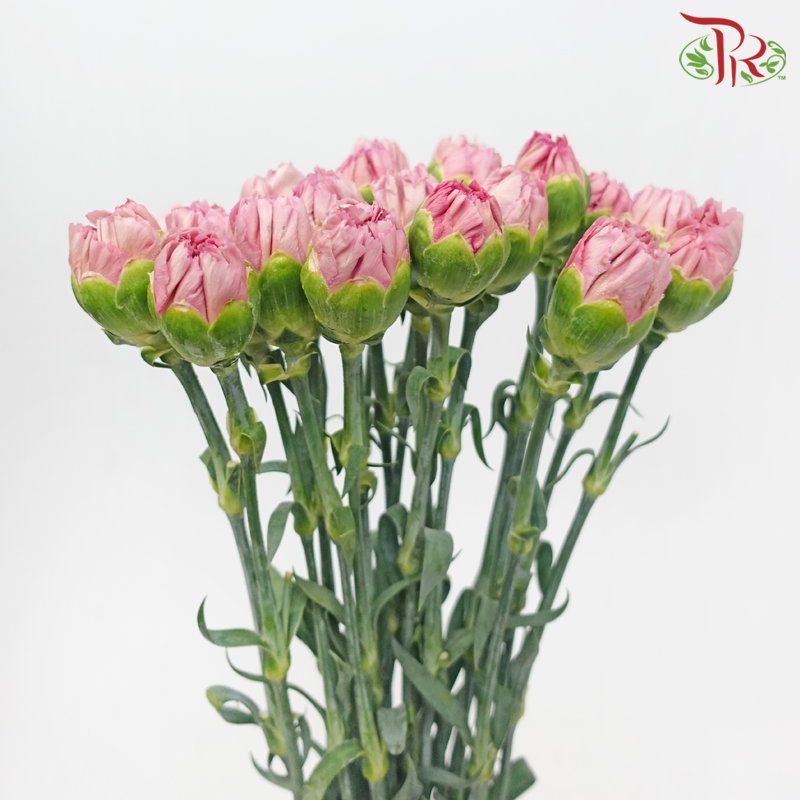 Carnation《康乃馨》