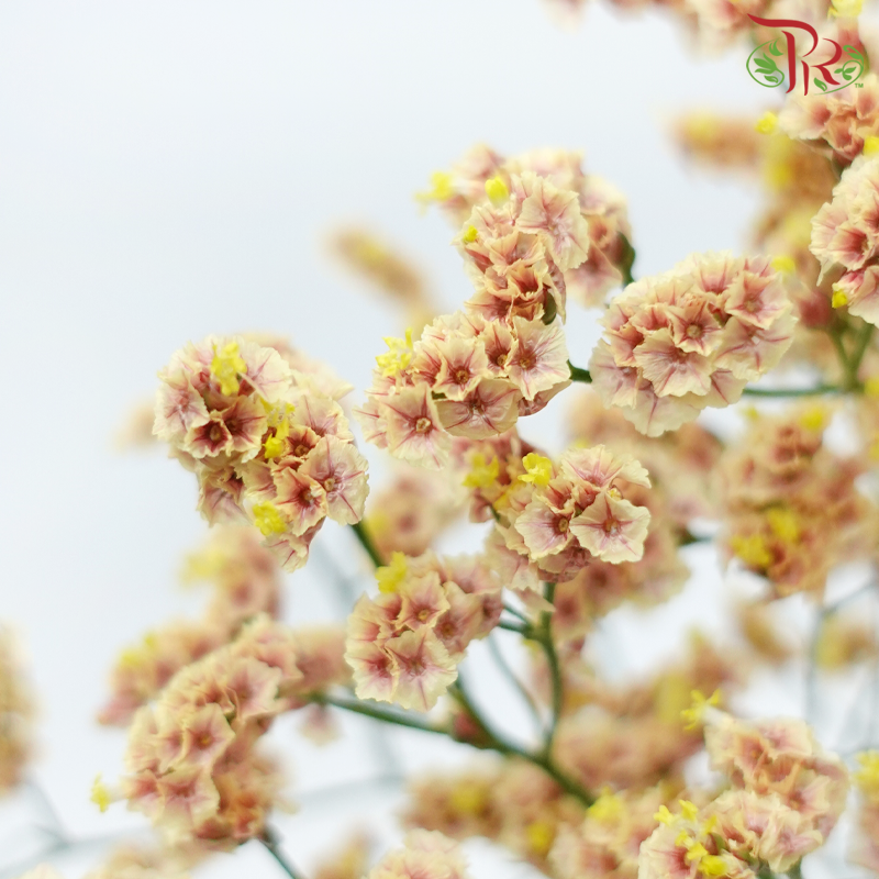 Limonium Sinese