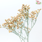 Limonium Sinese