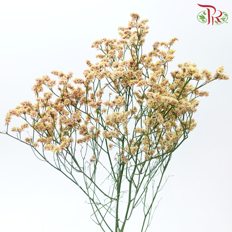 Limonium Sinese