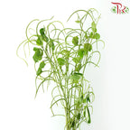 Cassia