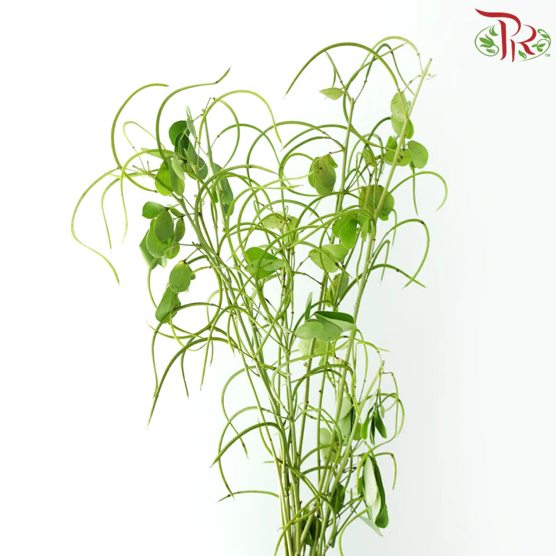 Cassia