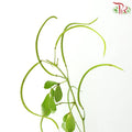 Cassia