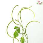 Cassia