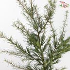 Cedar Leaf《雪松》(Per Bunch)