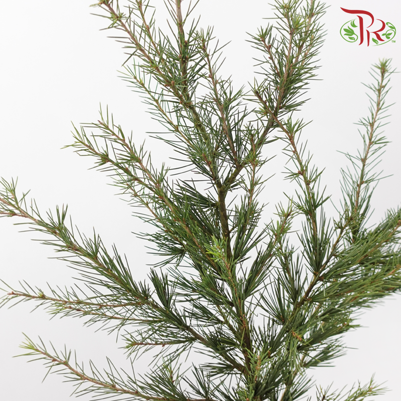Cedar Leaf《雪松》(Per Bunch)