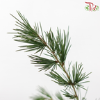 Cedar Leaf《雪松》(Per Bunch)