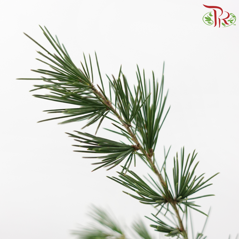 Cedar Leaf《雪松》(Per Bunch)