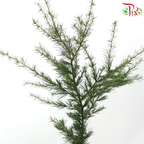 Cedar Leaf《雪松》(Per Bunch)