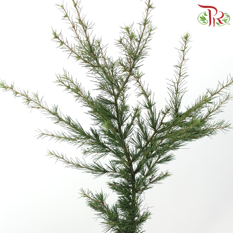 Cedar Leaf《雪松》(Per Bunch)