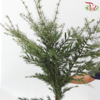 Cedar Leaf《雪松》(Per Bunch)